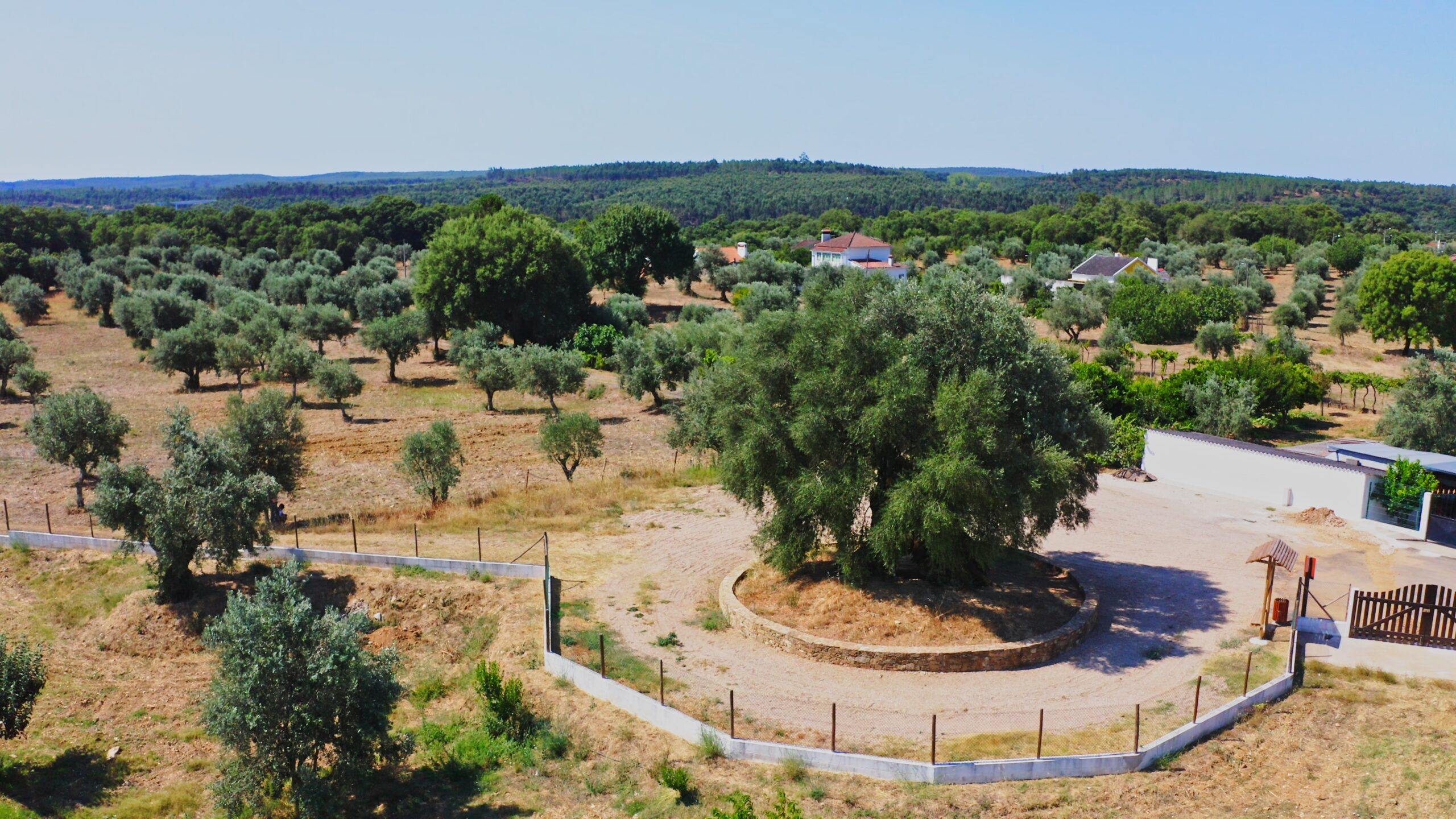 OliveiraDoMouchao_AEREAByMN (1)